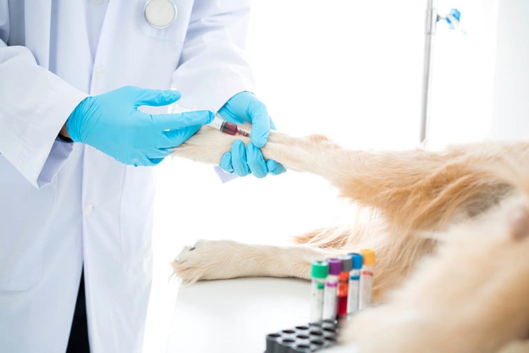 vet performing blood test on dog