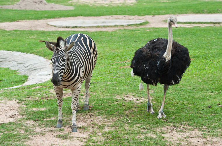 Zebra and Ostrich walking together