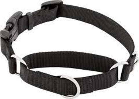 Frisco Solid Nylon Martingale Dog Collar with Buckle