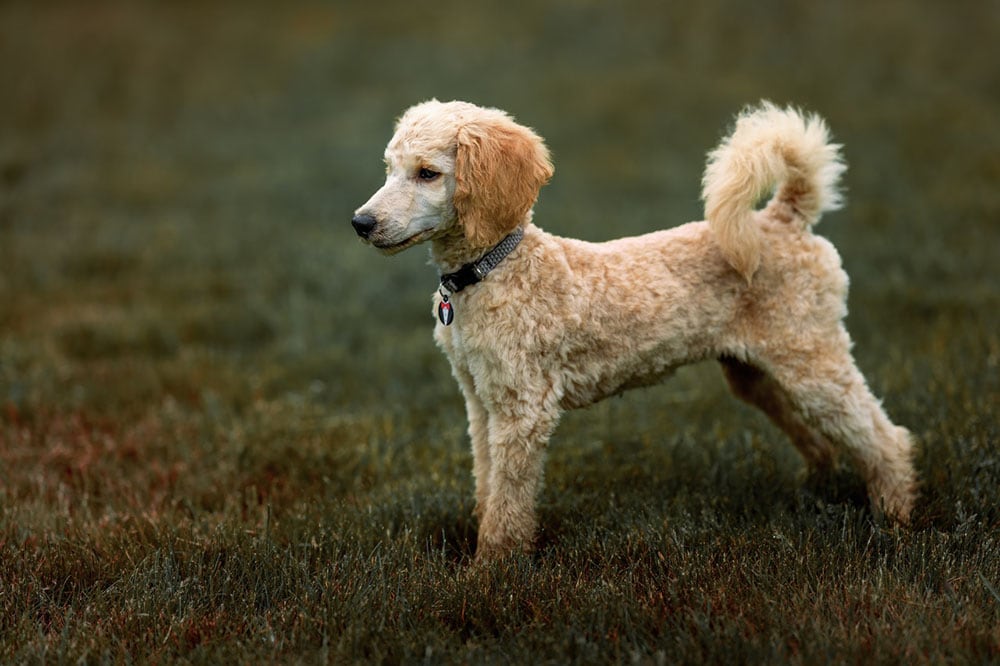 A Poodle on the Grass