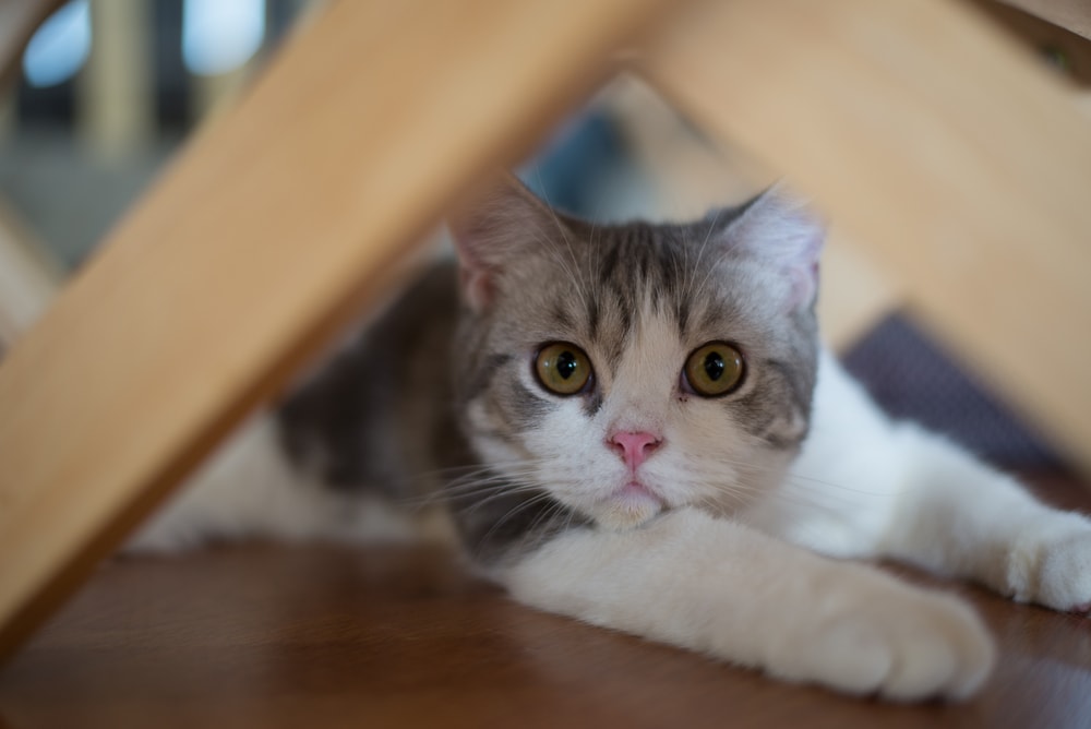 American Wirehair cat sitting curiously under the table