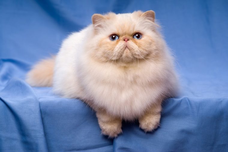 Красивая персидская кремовая колорпойнтовая кошка с голубыми глазами