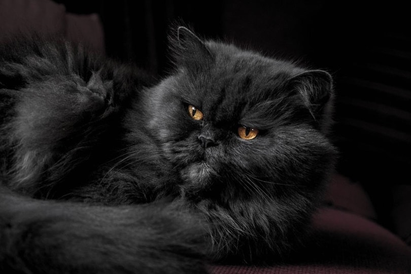 Черный кот с длинной шерстью лежит на боку