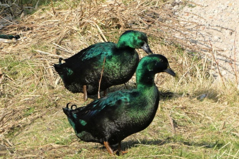 Black east Indian ducks in the field