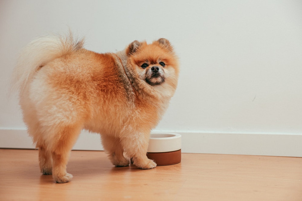 Brown Pomeranian Puppy with a bowl Looking at Camera