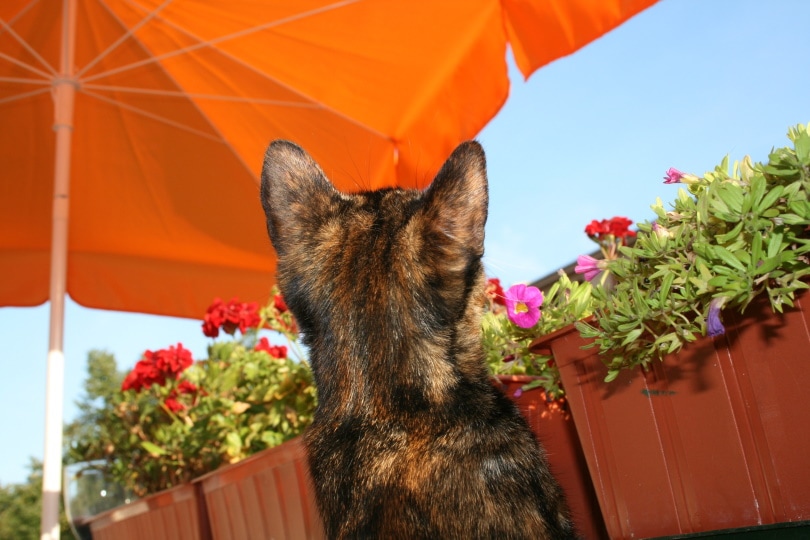 Ситцевый кот смотрит на коробку с растениями на балконе
