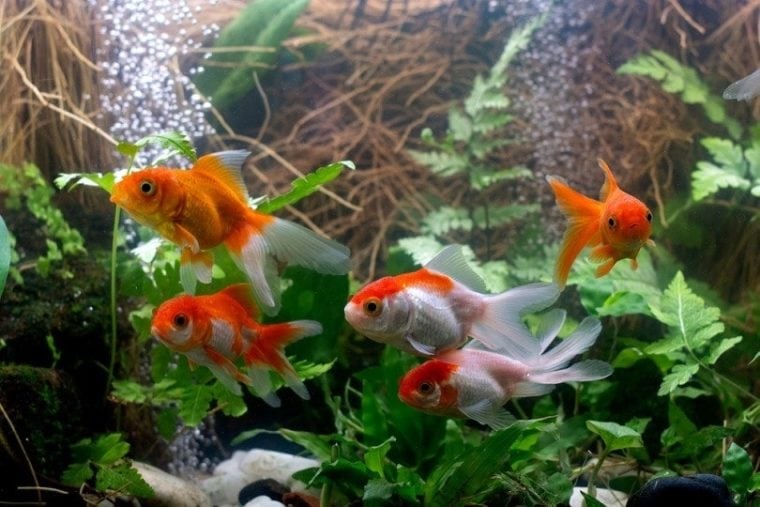 Carassius auratus Goldfish