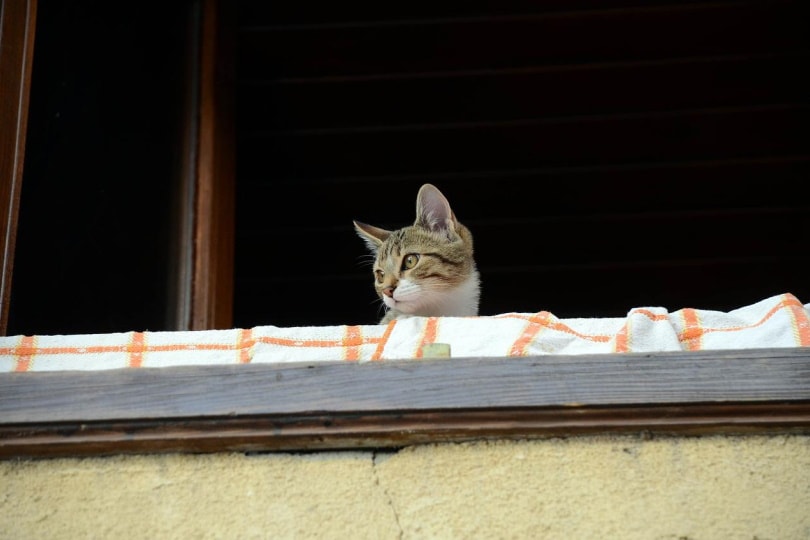 Кот смотрит вниз с балкона