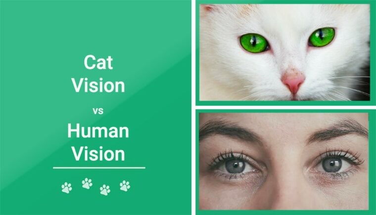 Cat vision vs human vision featured image
