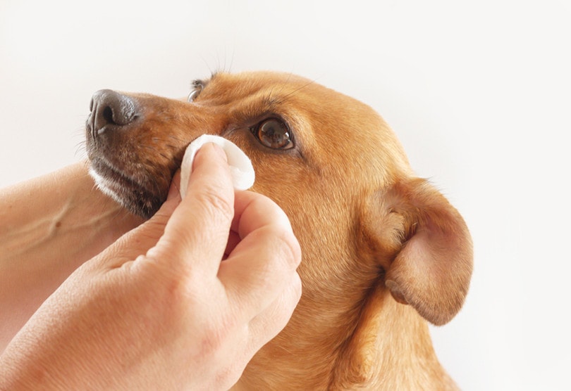 what can you clean a dogs wound with