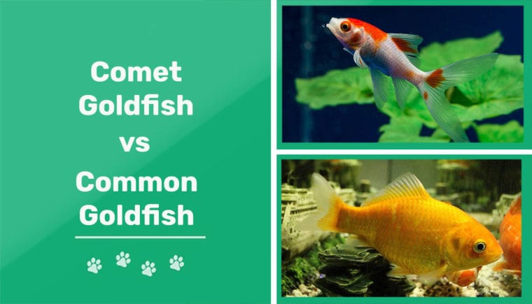 Cometa Goldfish vs.  pez dorado ordinario