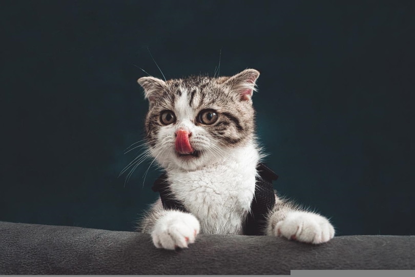 Cute kitten licking its nose