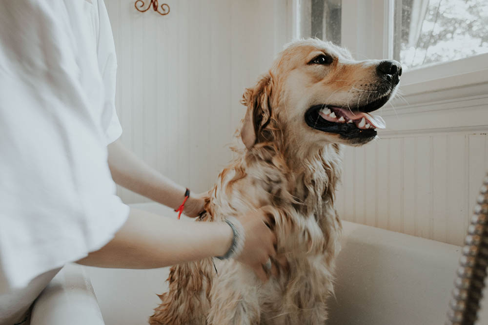 Dog bath with shampoo_AutriTaheri_Unsplash