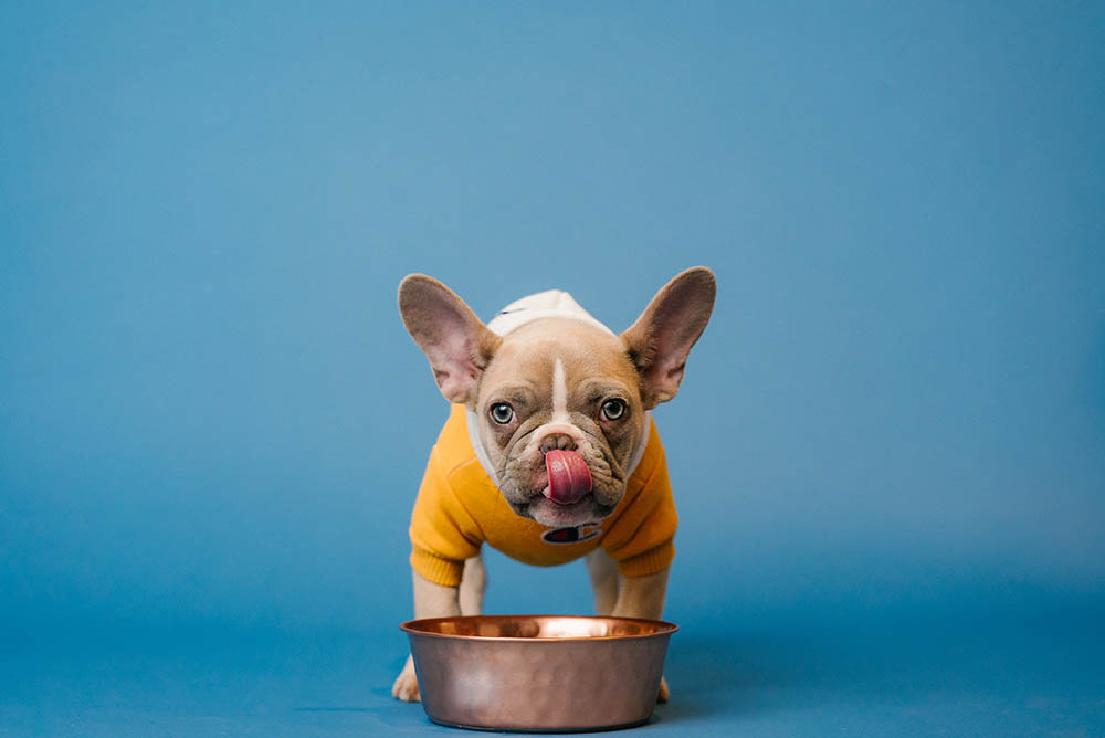 Dog eating in a dog bowl