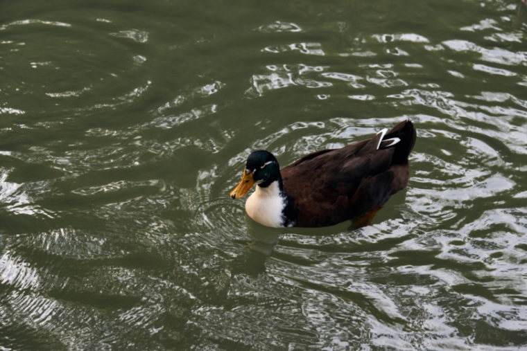 Duclair duck swimming in the water
