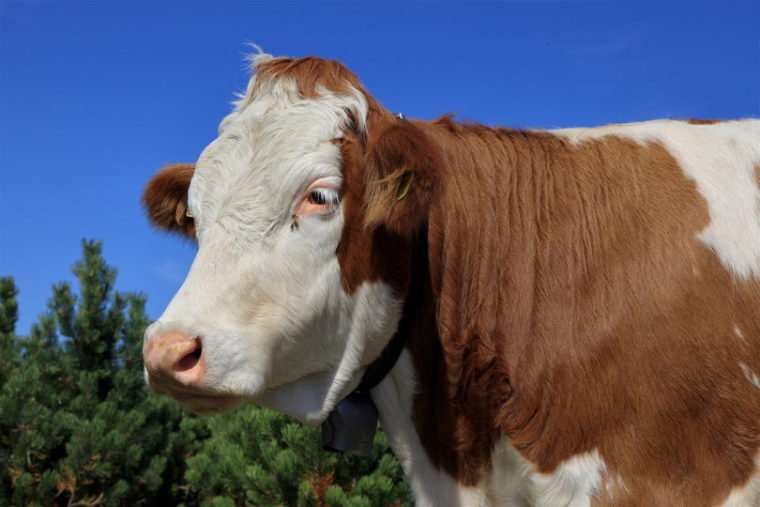 Fleckvieh Cattle portrait