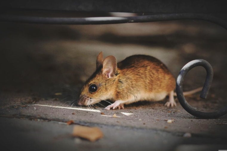 House mouse running under furniture