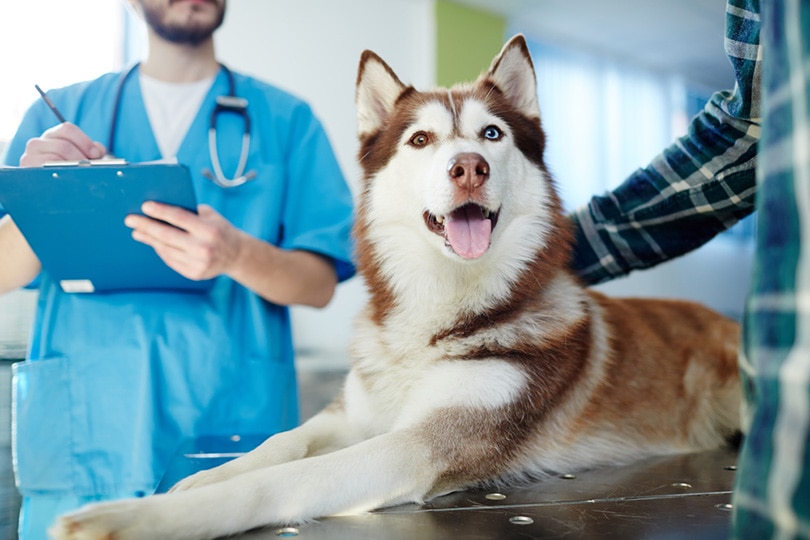Husky dog lying on vet table with doctor and owner near by