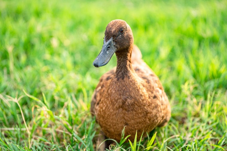 Khaki Campbell duck walking on green grass
