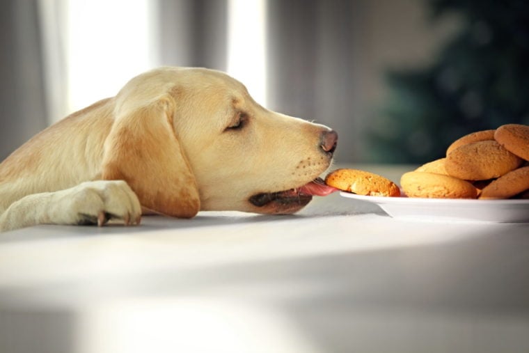 Labrador eating cookies
