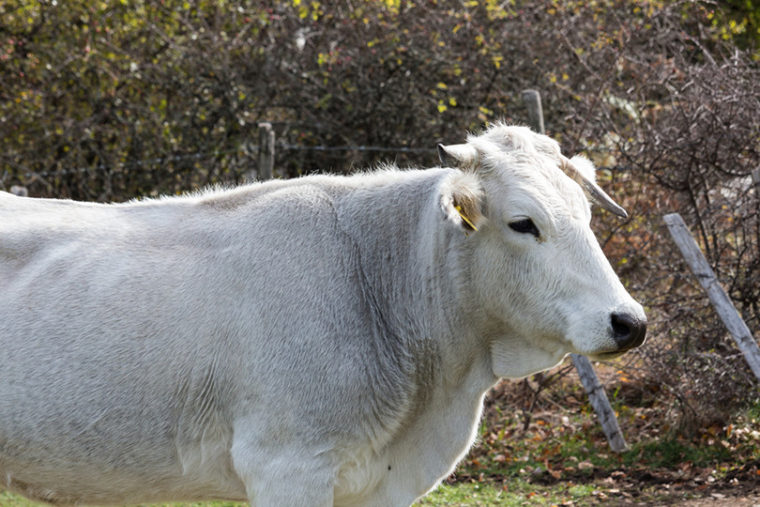 Marchigiana Cattle