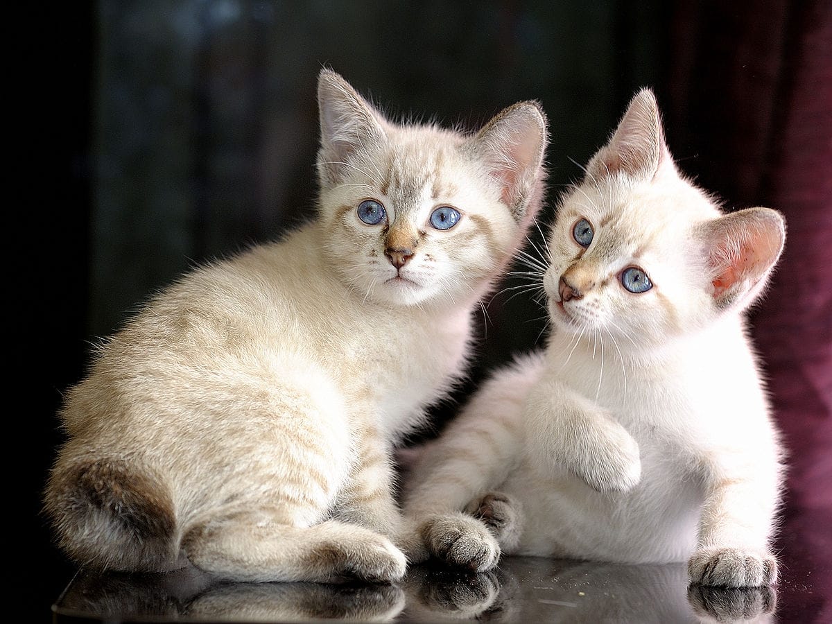 Mekong bobtail kittens tabby point