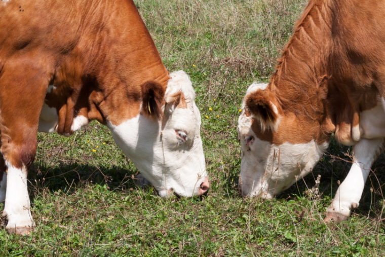 Miniature Hereford cattle grazing on grasslands