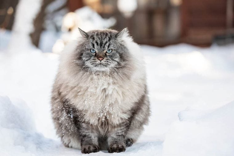 Neva Masquerade cat in the snow