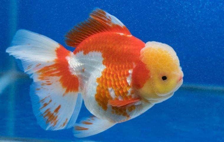 Orange and white lionchu goldfish isolated on blue