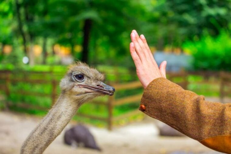 Ostrich looking at human hand