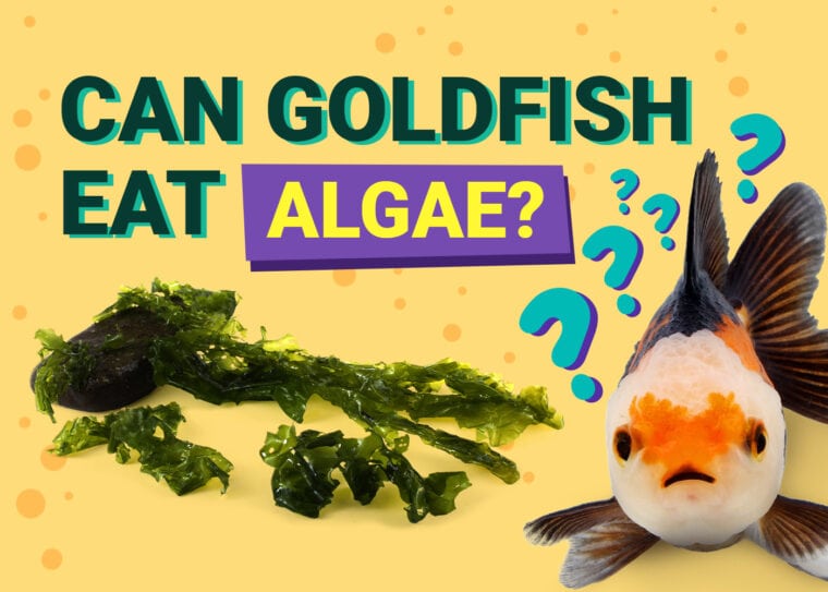 PetKeen_Can Goldfishes Eat_algae (1)