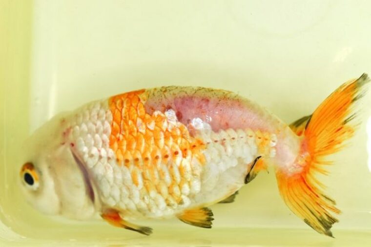 Scales loss on back of sick lionhead goldfish