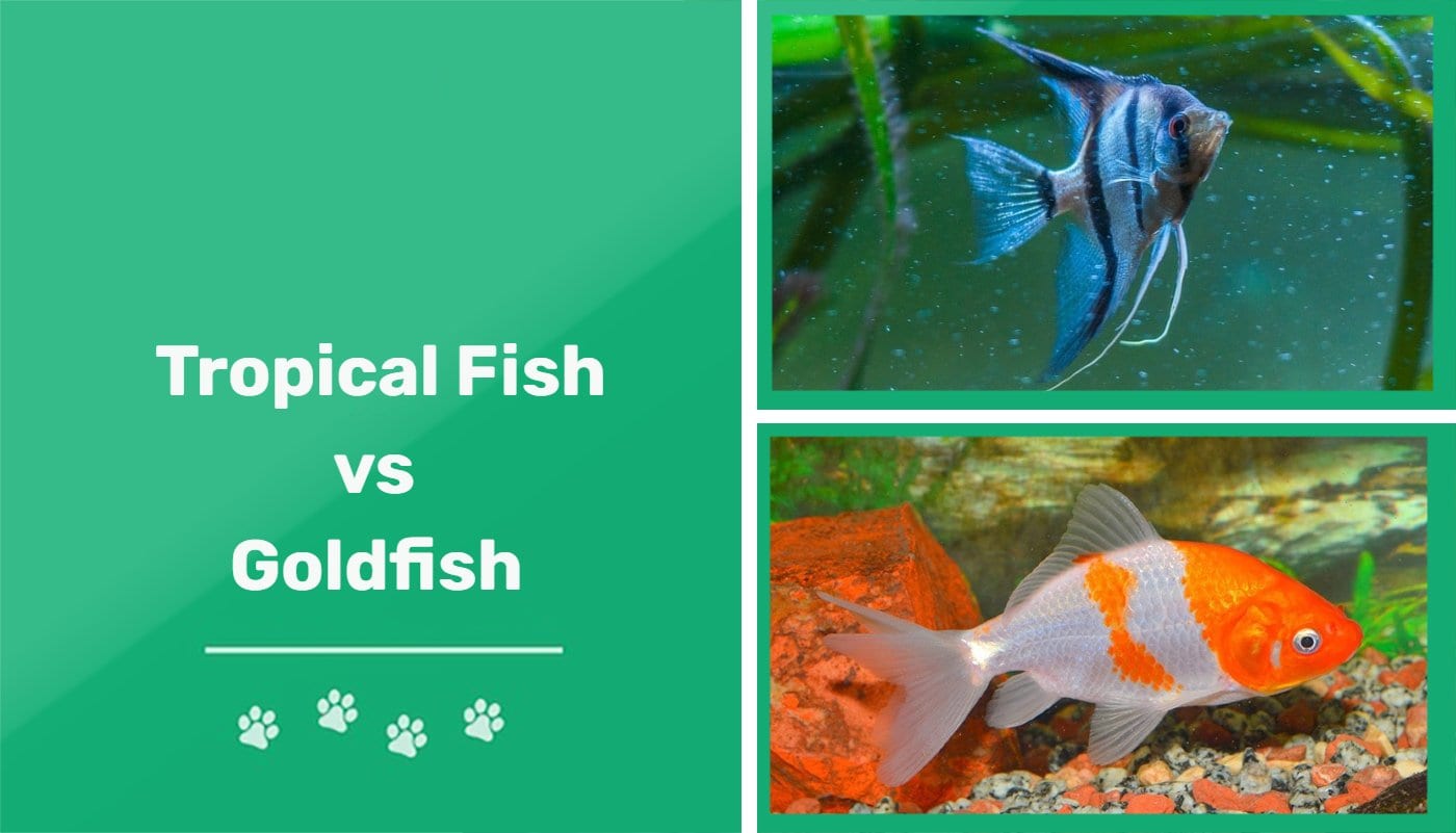 Tropical Fish vs Goldfish: Which One Is Right for You?  | Pet Keen