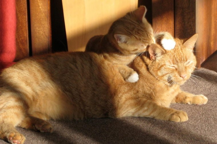 Two ginger cats grooming each other