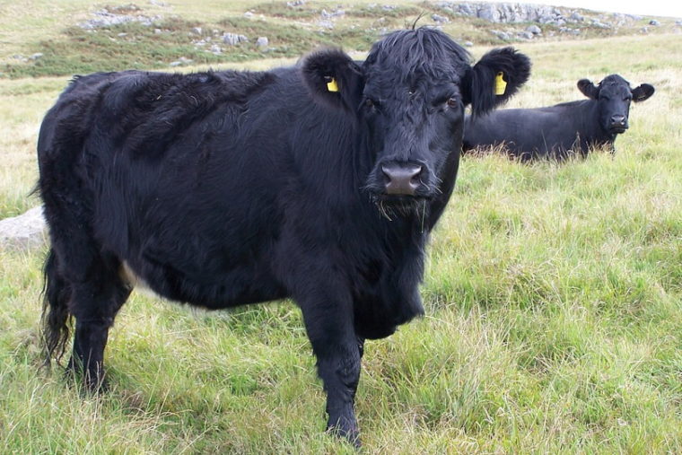 Welsh Black Cattle Aberdare Blog