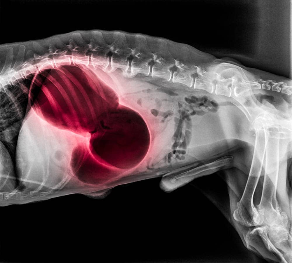 How Much Do X Rays Cost for Dogs  