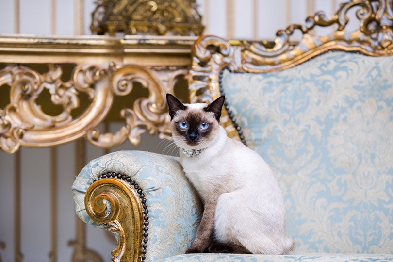 a Mekong Bobtail cat with a necklace sitting on an elegant couch