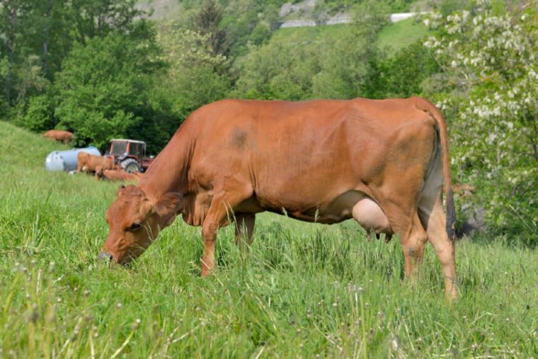 a Tarentaise cow eating grass