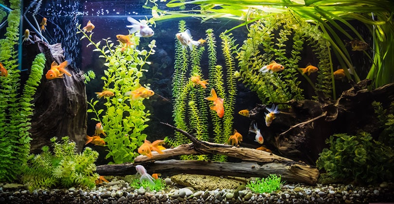 a beautiful planted tropical freshwater aquarium with fishes