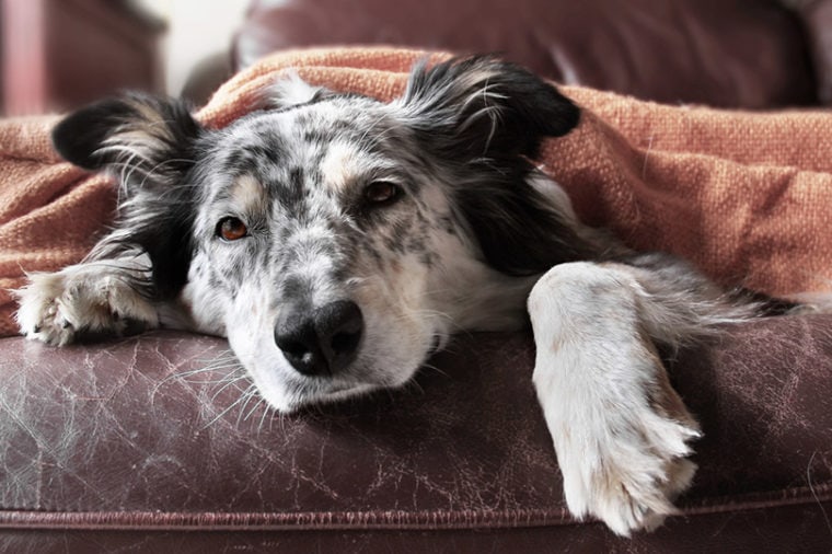 a border collie dog looking sick covered with blanket on couch