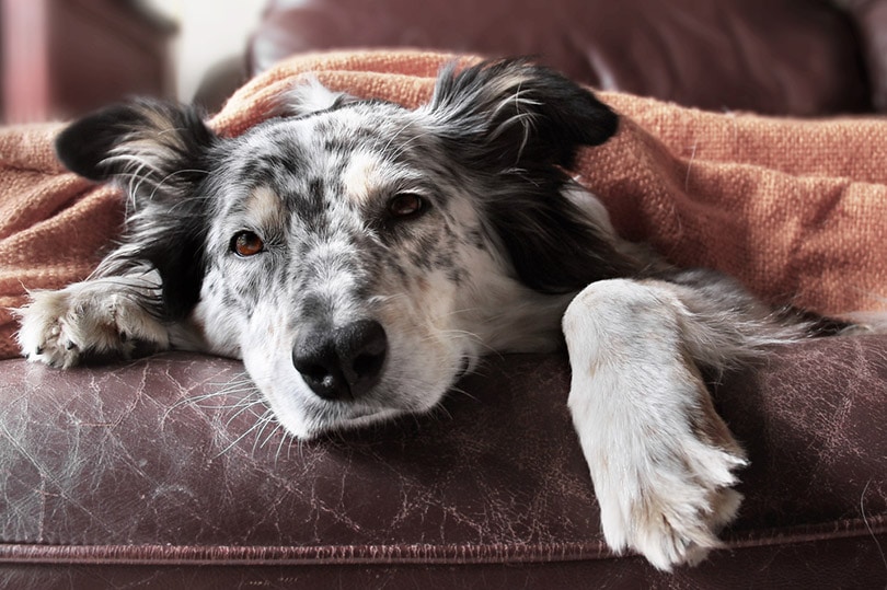 un perro border collie parece enfermo cubierto con una manta en el sofá