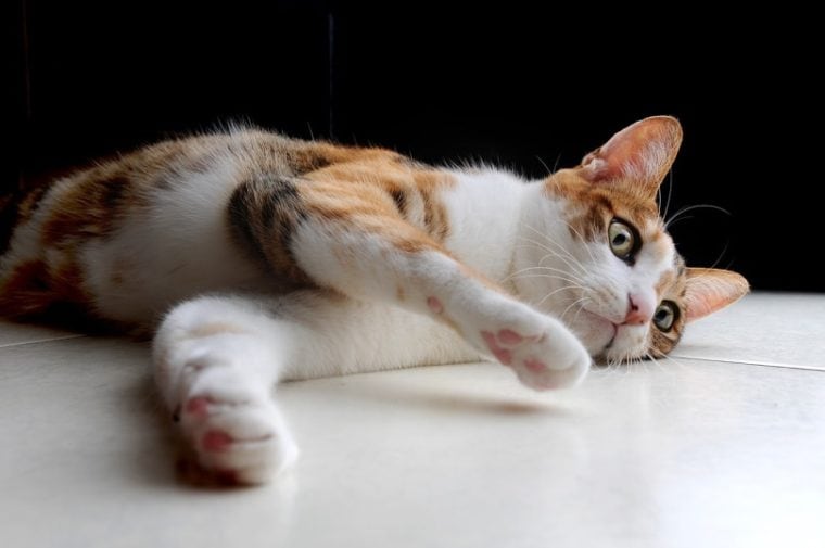 a cat lying on the floor tiles