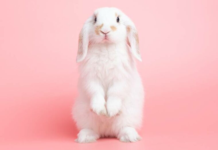 a cute holland lop rabbit on pink background