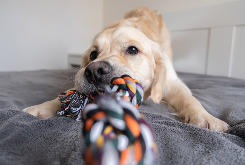 a golden retriever dog with a colored rope toy in his teeth