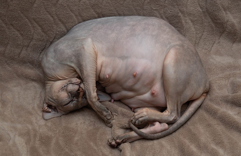 una gata Donskoy Sphinx embarazada duerme