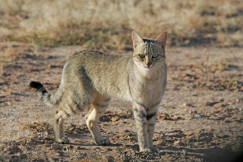 gato salvaje africano