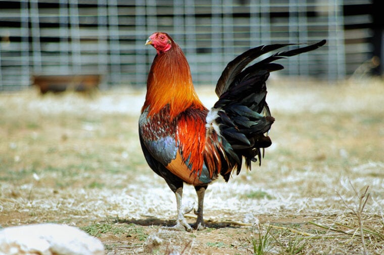 american game rooster
