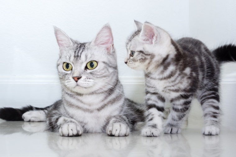 american shorthair cat family