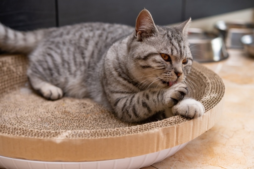 american shorthair cat lying