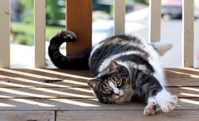 american shorthair cat lying